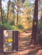 Road-Signs in Trees
